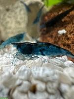 Blue Dream Garnelen zu verkaufen