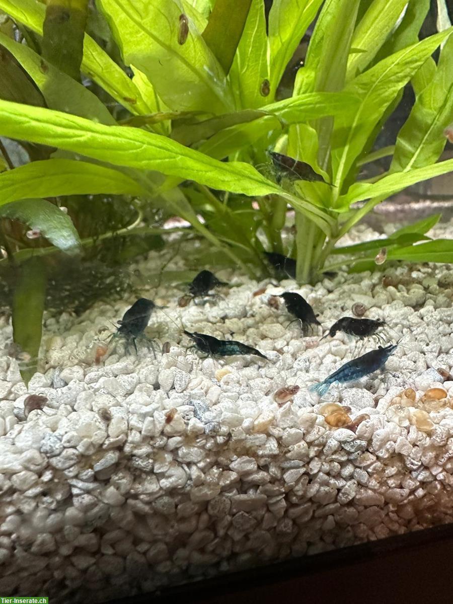 Bild 2: Blue Dream Garnelen zu verkaufen