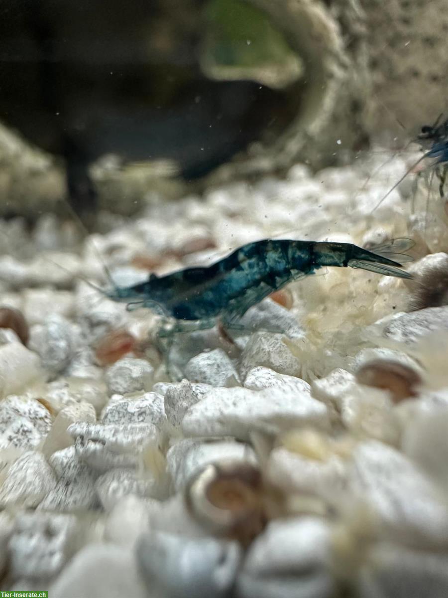 Bild 3: Blue Dream Garnelen zu verkaufen