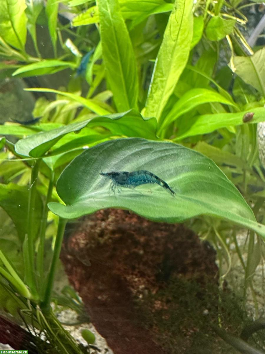 Bild 4: Blue Dream Garnelen zu verkaufen