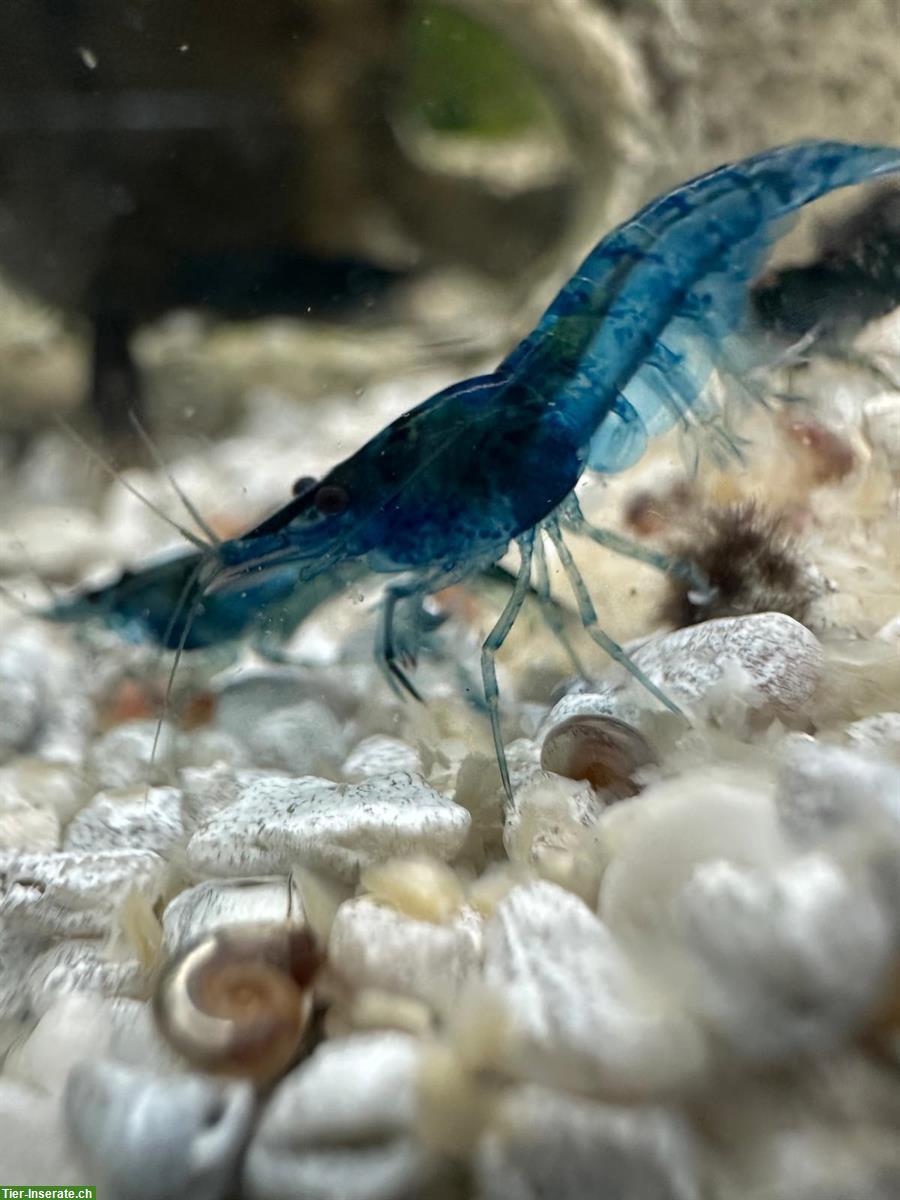 Bild 5: Blue Dream Garnelen zu verkaufen