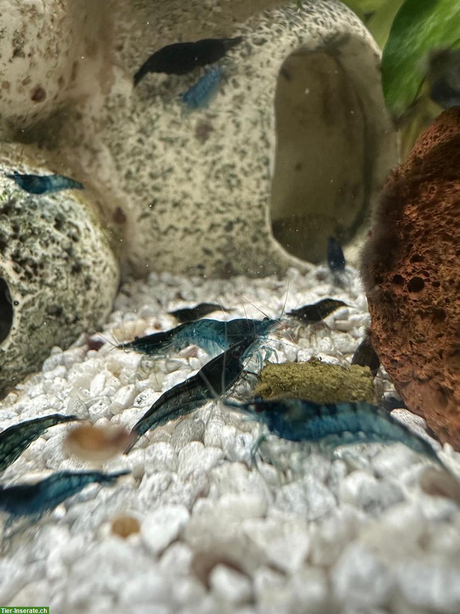 Bild 6: Blue Dream Garnelen zu verkaufen