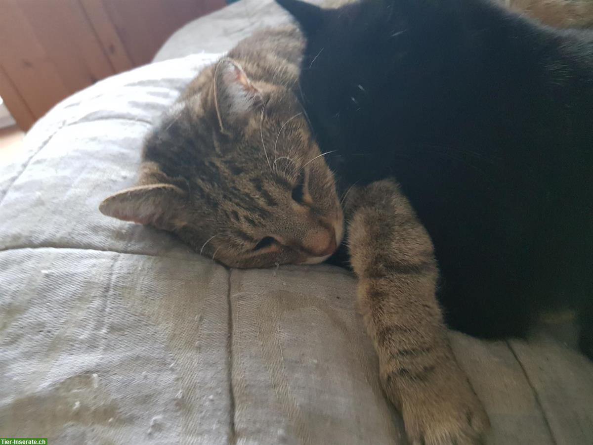 Katzengeschwister (Kater) suchen ruhigen Lebensplatz
