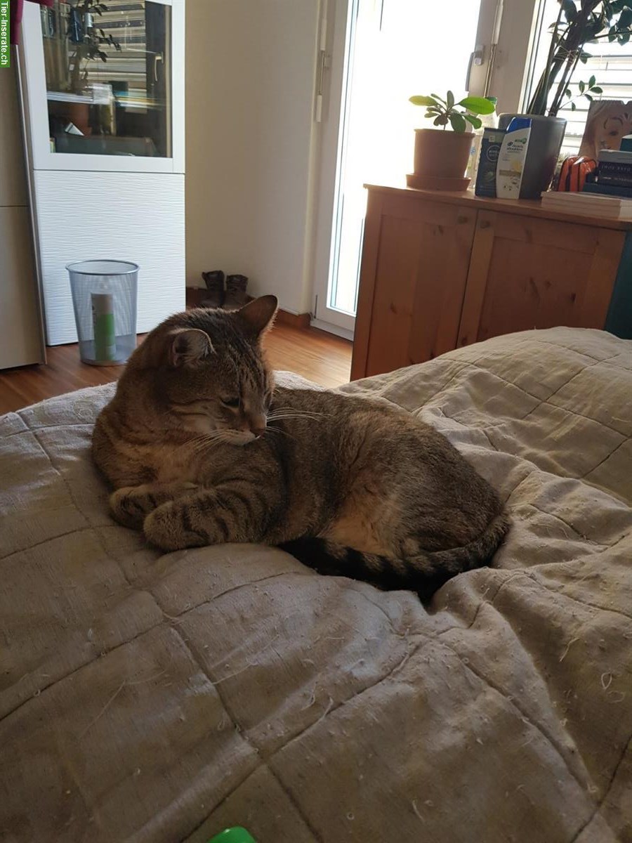 Bild 2: Katzengeschwister (Kater) suchen ruhigen Lebensplatz