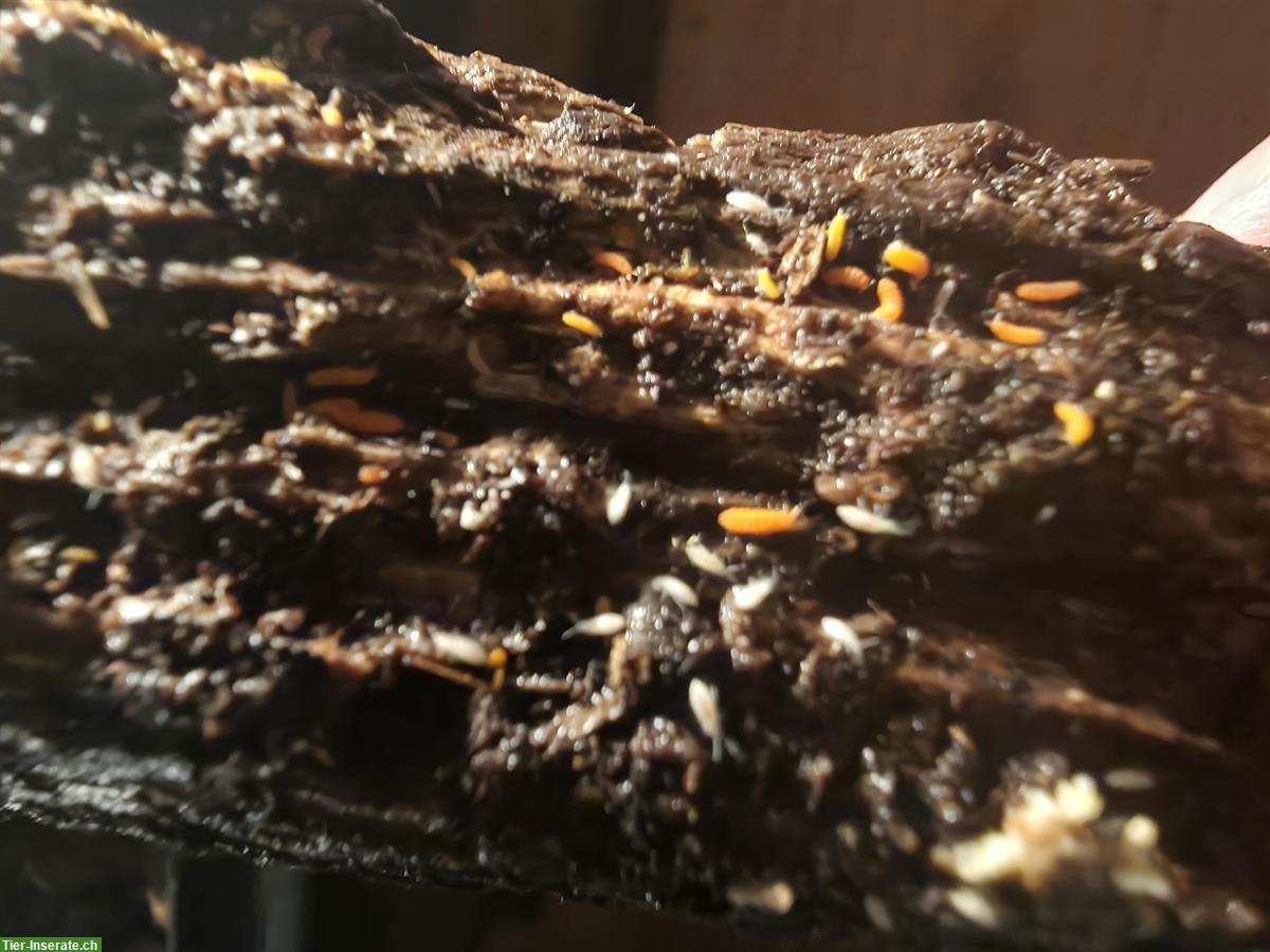 Yuukianura aphoruroides, «rötlicher Springschwanz»