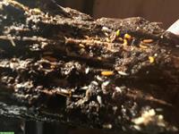 Yuukianura aphoruroides, «rötlicher Springschwanz»