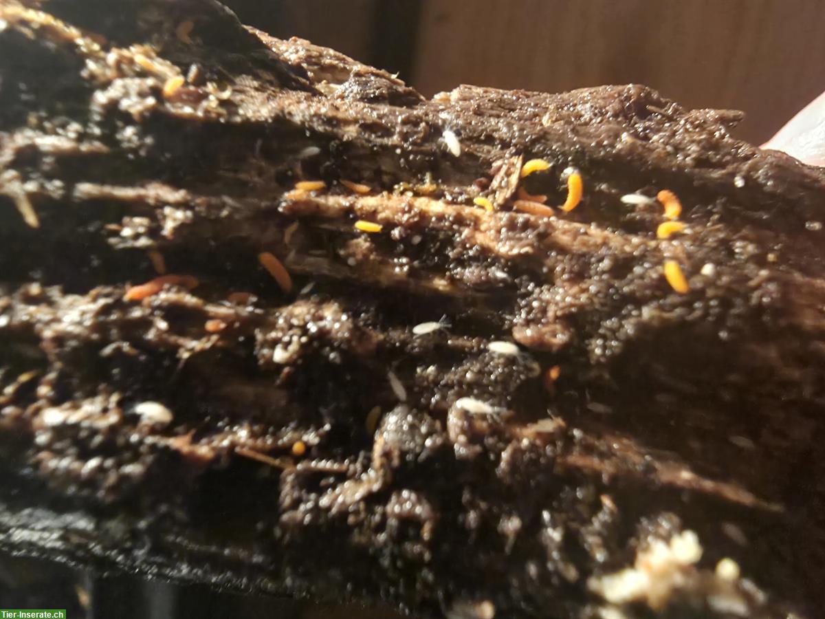 Bild 2: Yuukianura aphoruroides, «rötlicher Springschwanz»