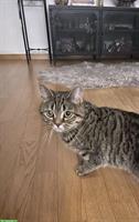 Deckkater gesucht 🐾 für meine getigerte Katze