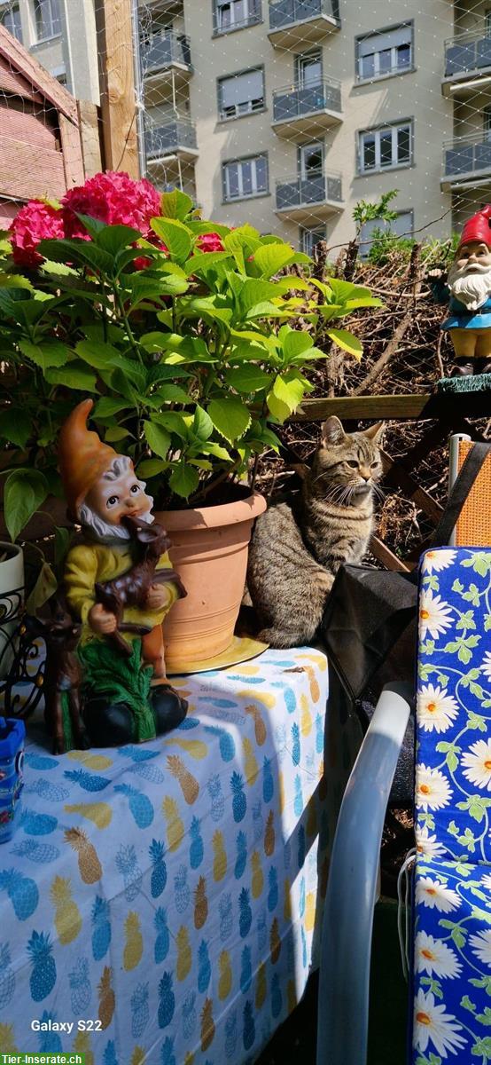 Bild 2: Deckkater gesucht 🐾 für meine getigerte Katze