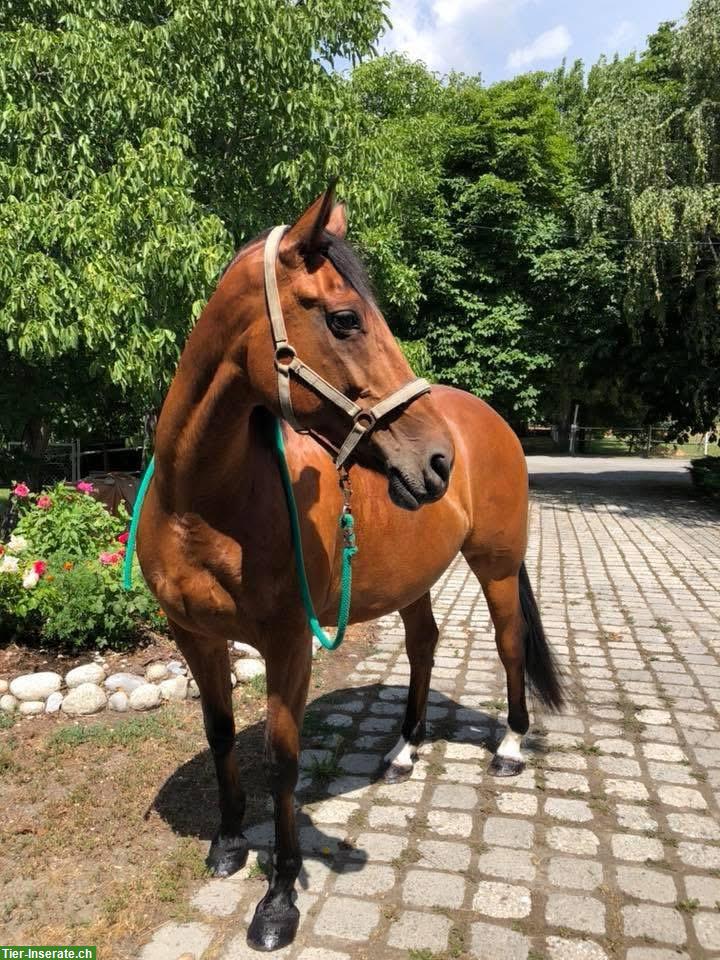 Irish Sport Horse Wallach (2004, 168cm) sucht liebevollen Endplatz