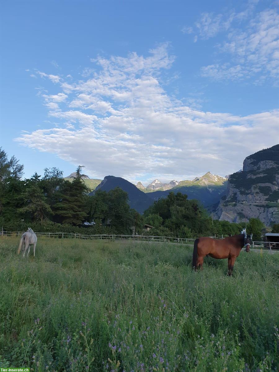 Bild 2: Irish Sport Horse Wallach (2004, 168cm) sucht liebevollen Endplatz