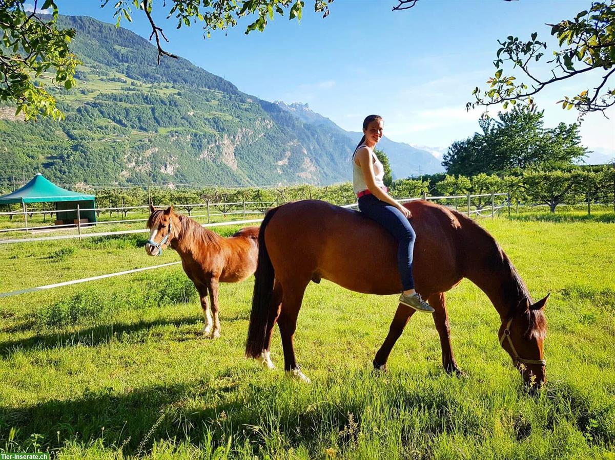 Bild 3: Irish Sport Horse Wallach (2004, 168cm) sucht liebevollen Endplatz