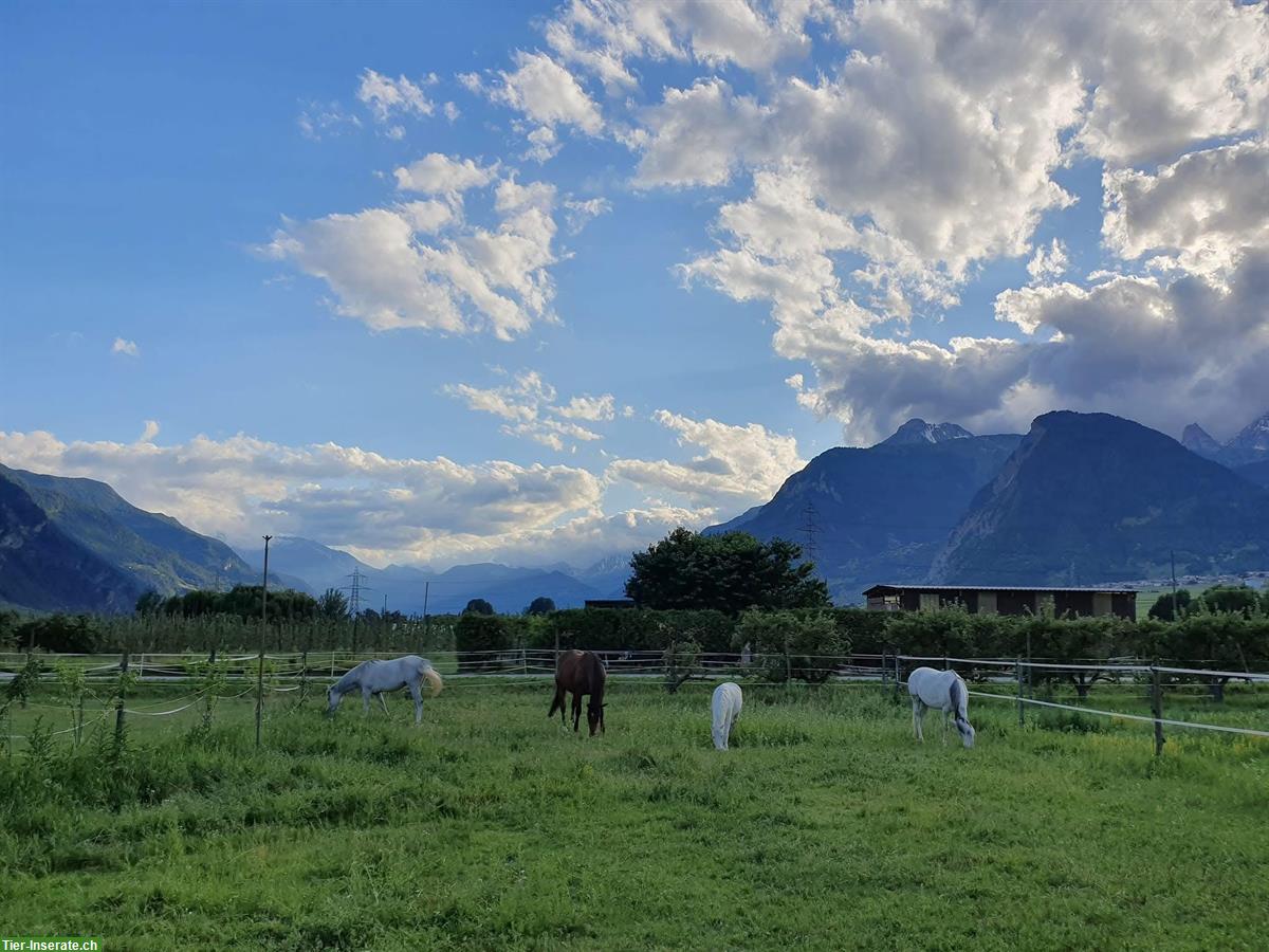 Bild 4: Irish Sport Horse Wallach (2004, 168cm) sucht liebevollen Endplatz