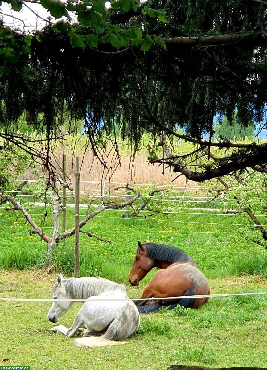 Bild 5: Irish Sport Horse Wallach (2004, 168cm) sucht liebevollen Endplatz