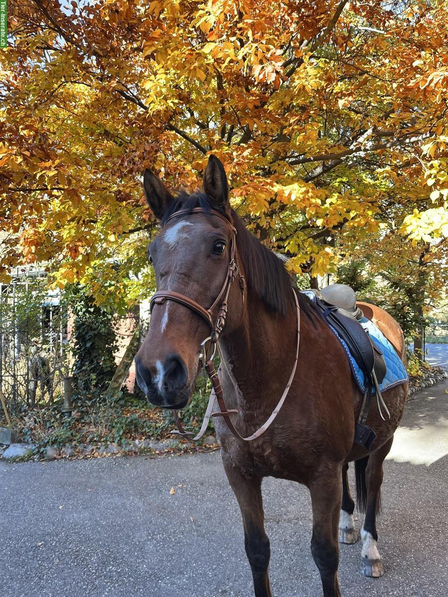 Bild 6: Irish Sport Horse Wallach (2004, 168cm) sucht liebevollen Endplatz