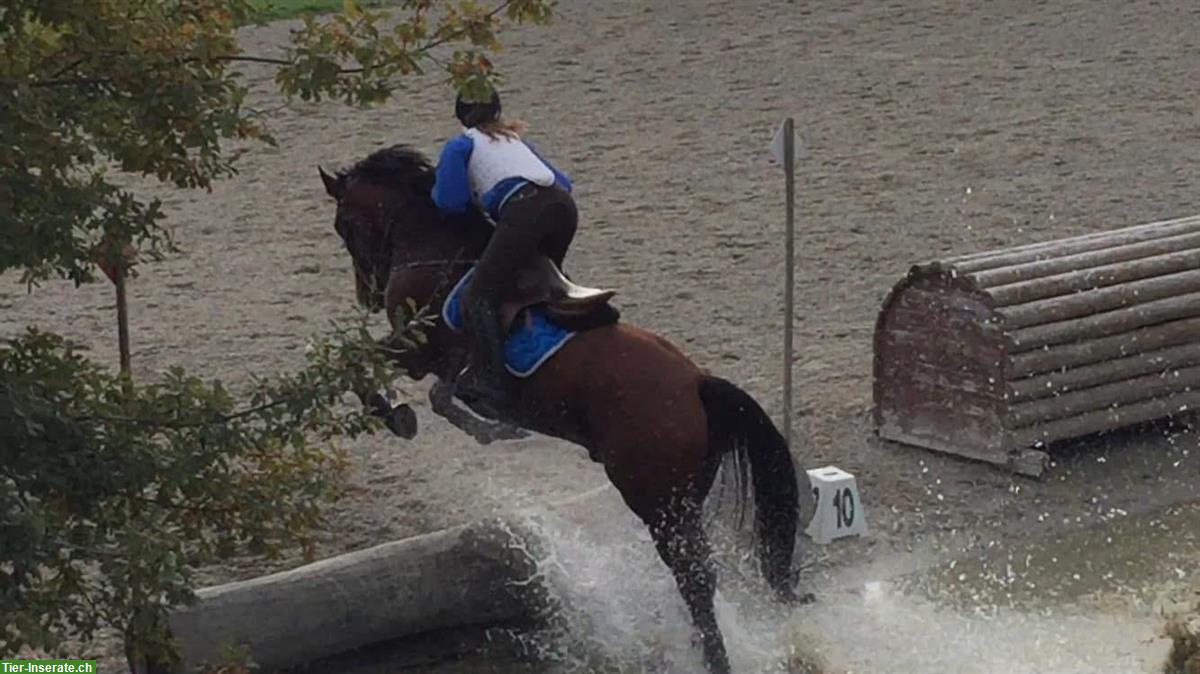 Bild 7: Irish Sport Horse Wallach (2004, 168cm) sucht liebevollen Endplatz