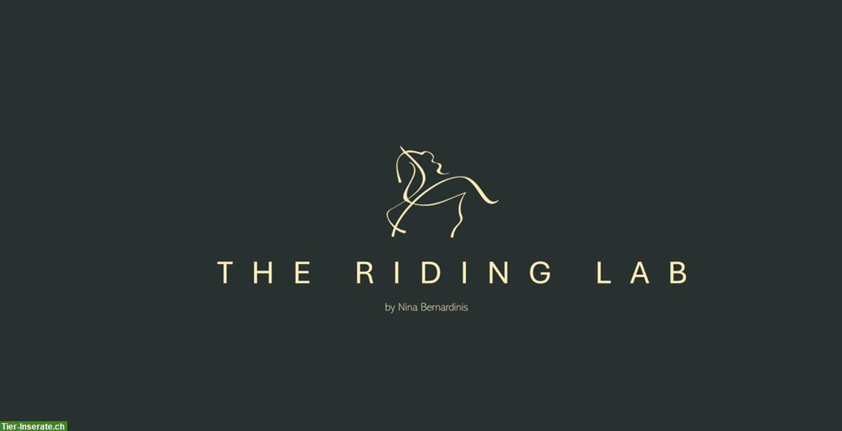 Riding Lab: Reitunterricht & Beritt für jedes Niveau