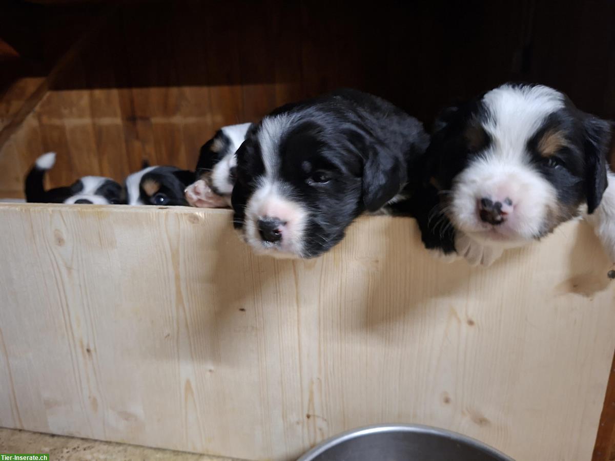 Labrador-Mischling x Berner Sennenhund Welpen