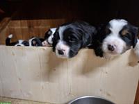 Labrador-Mischling x Berner Sennenhund Welpen