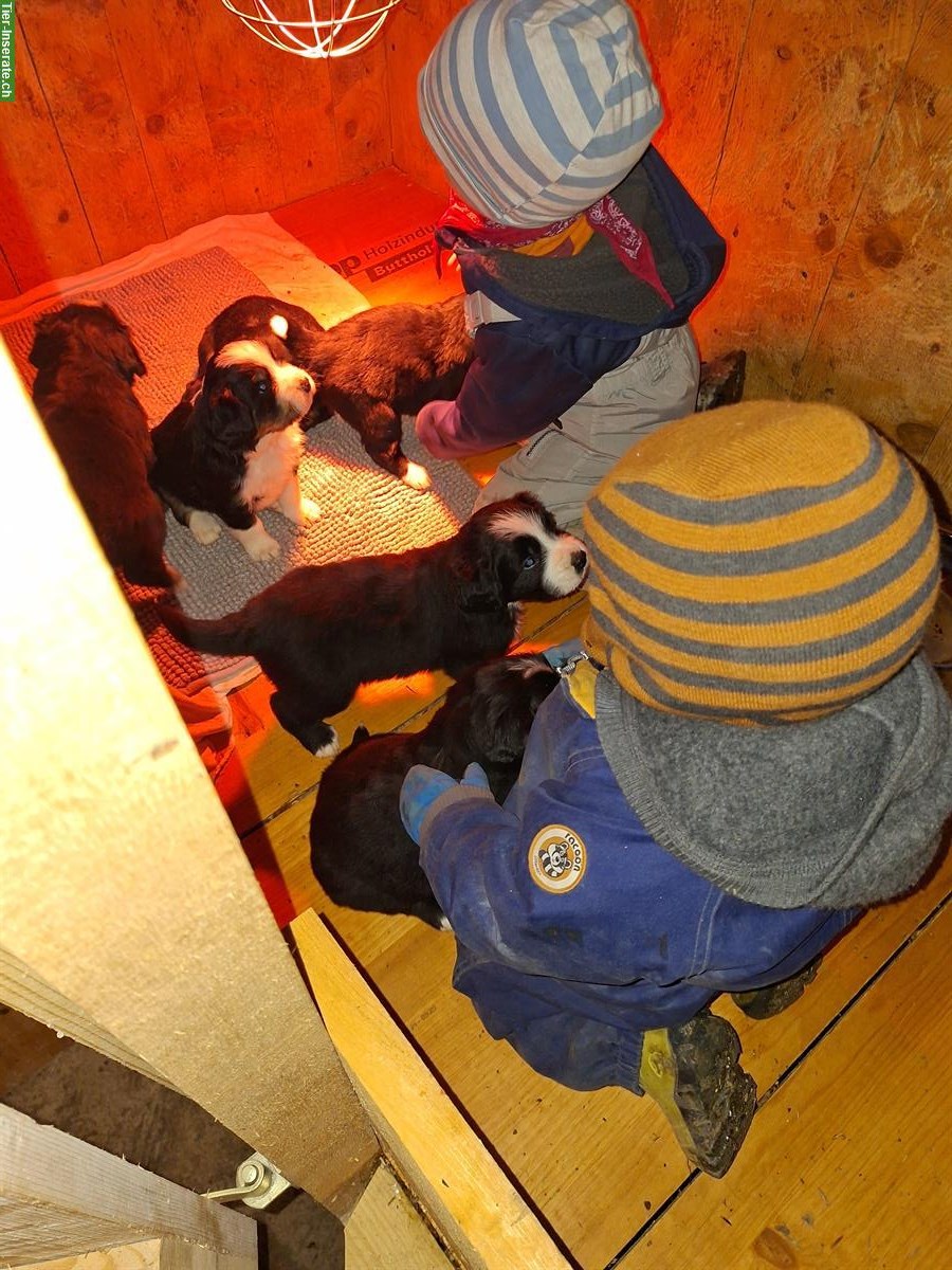 Bild 2: Labrador-Mischling x Berner Sennenhund Welpen