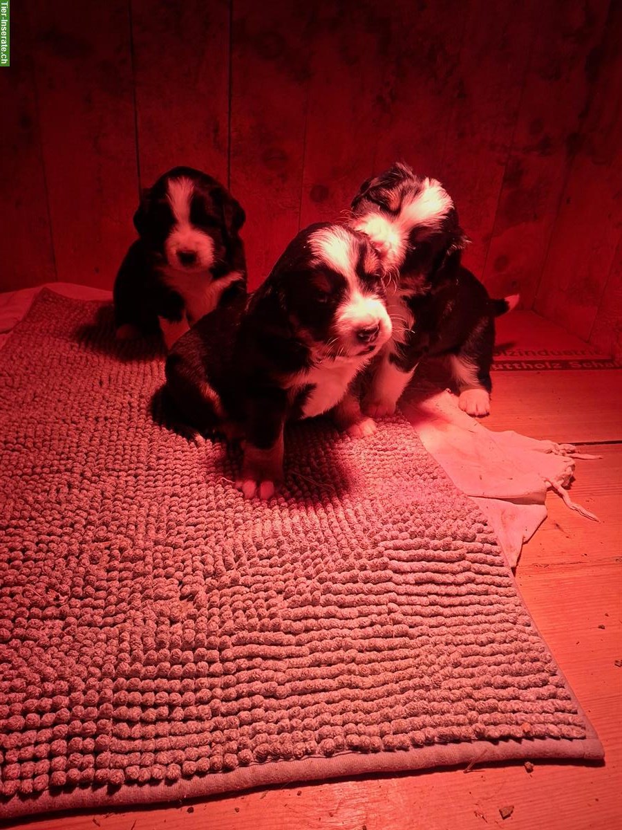 Bild 3: Labrador-Mischling x Berner Sennenhund Welpen