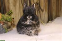 Junge Löwenkopf Zwergkaninchen Männchen