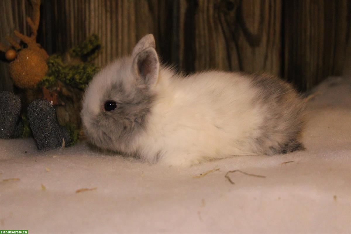 Bild 2: Junge Löwenkopf Zwergkaninchen Männchen