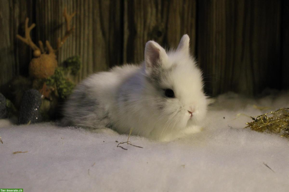 Bild 3: Junge Löwenkopf Zwergkaninchen Männchen