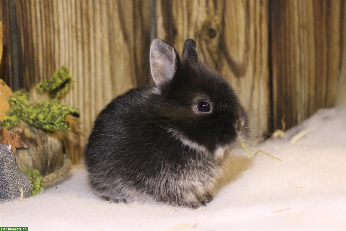 Bild 4: Junge Löwenkopf Zwergkaninchen Männchen