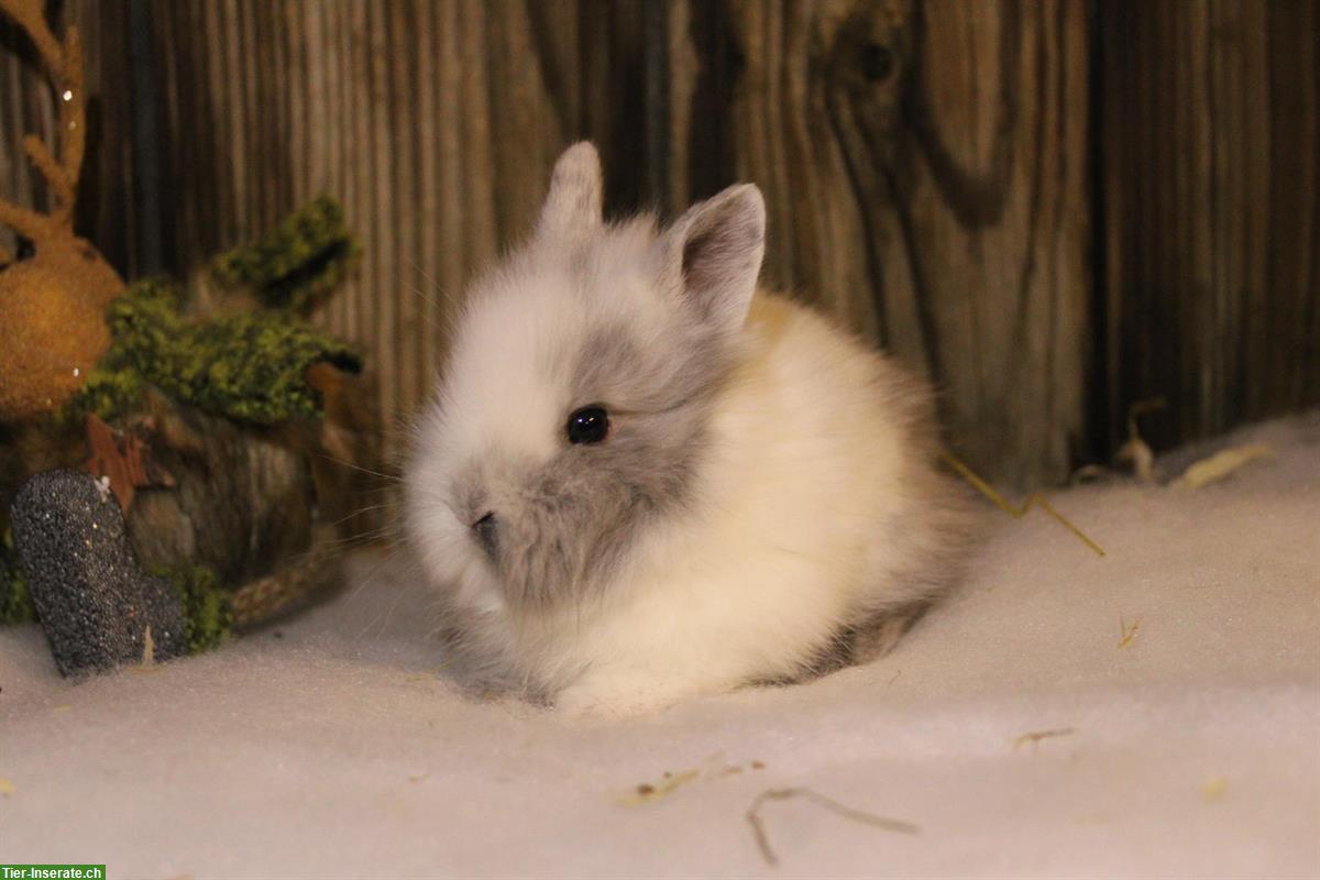 Bild 5: Junge Löwenkopf Zwergkaninchen Männchen