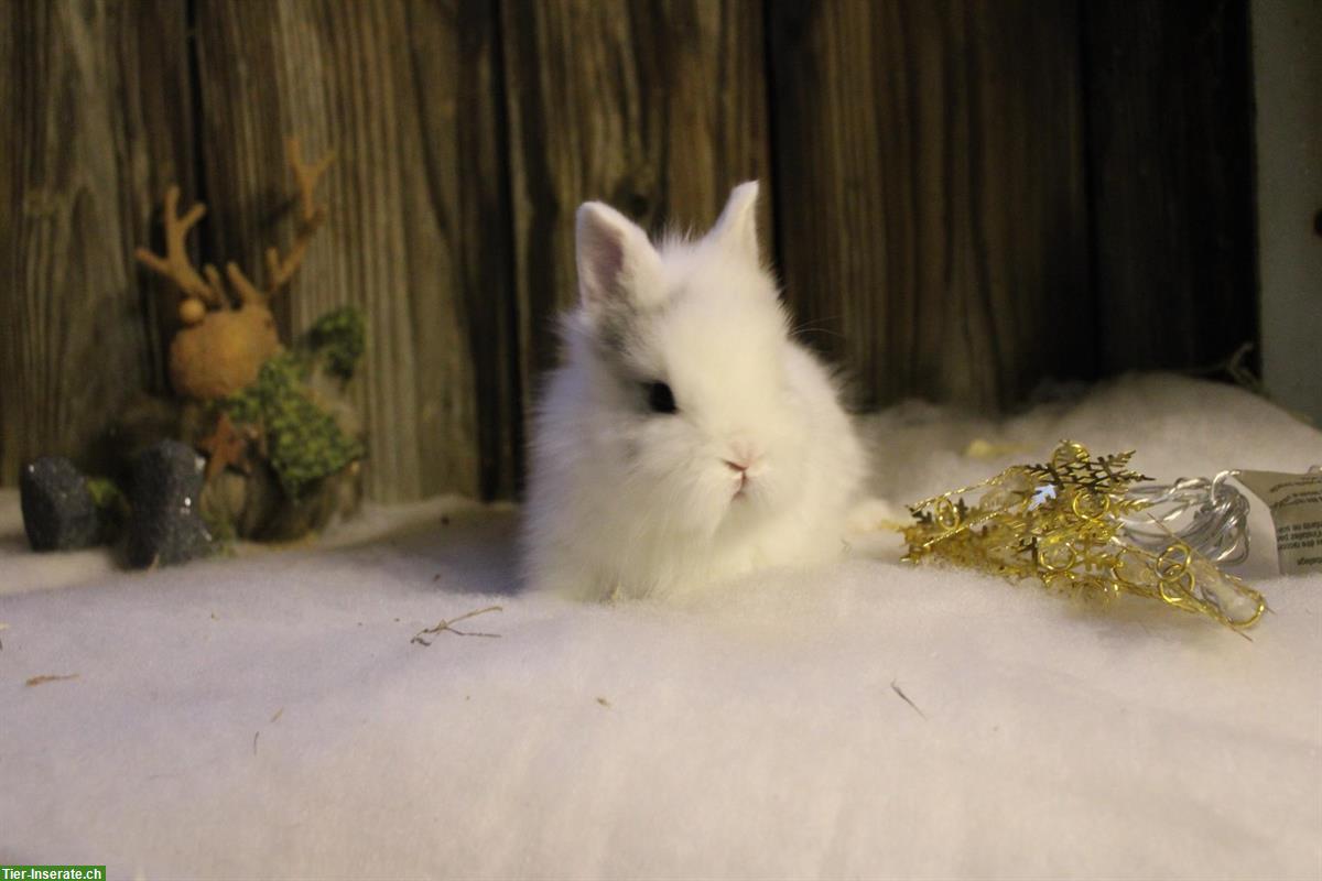 Bild 6: Junge Löwenkopf Zwergkaninchen Männchen