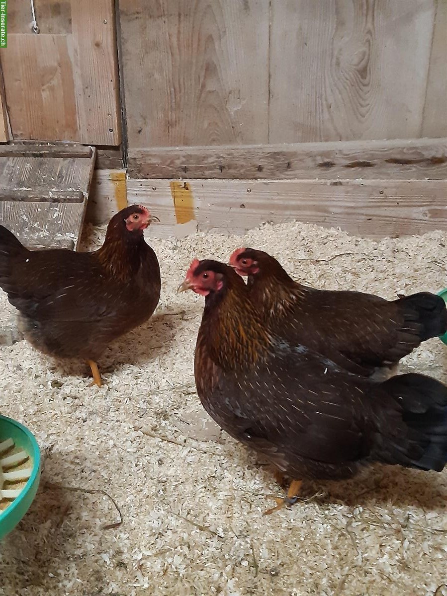 1.2 Zwerg-Welsumer rostrebhuhnfarbig, Jahrgang 2025