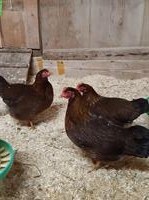 1.2 Zwerg-Welsumer rostrebhuhnfarbig, Jahrgang 2025