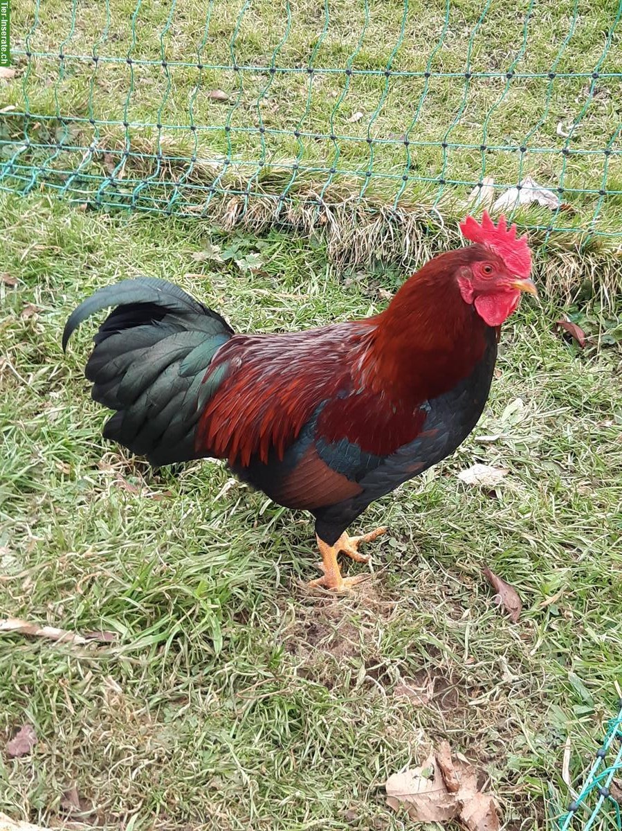 Bild 2: 1.2 Zwerg-Welsumer rostrebhuhnfarbig, Jahrgang 2025