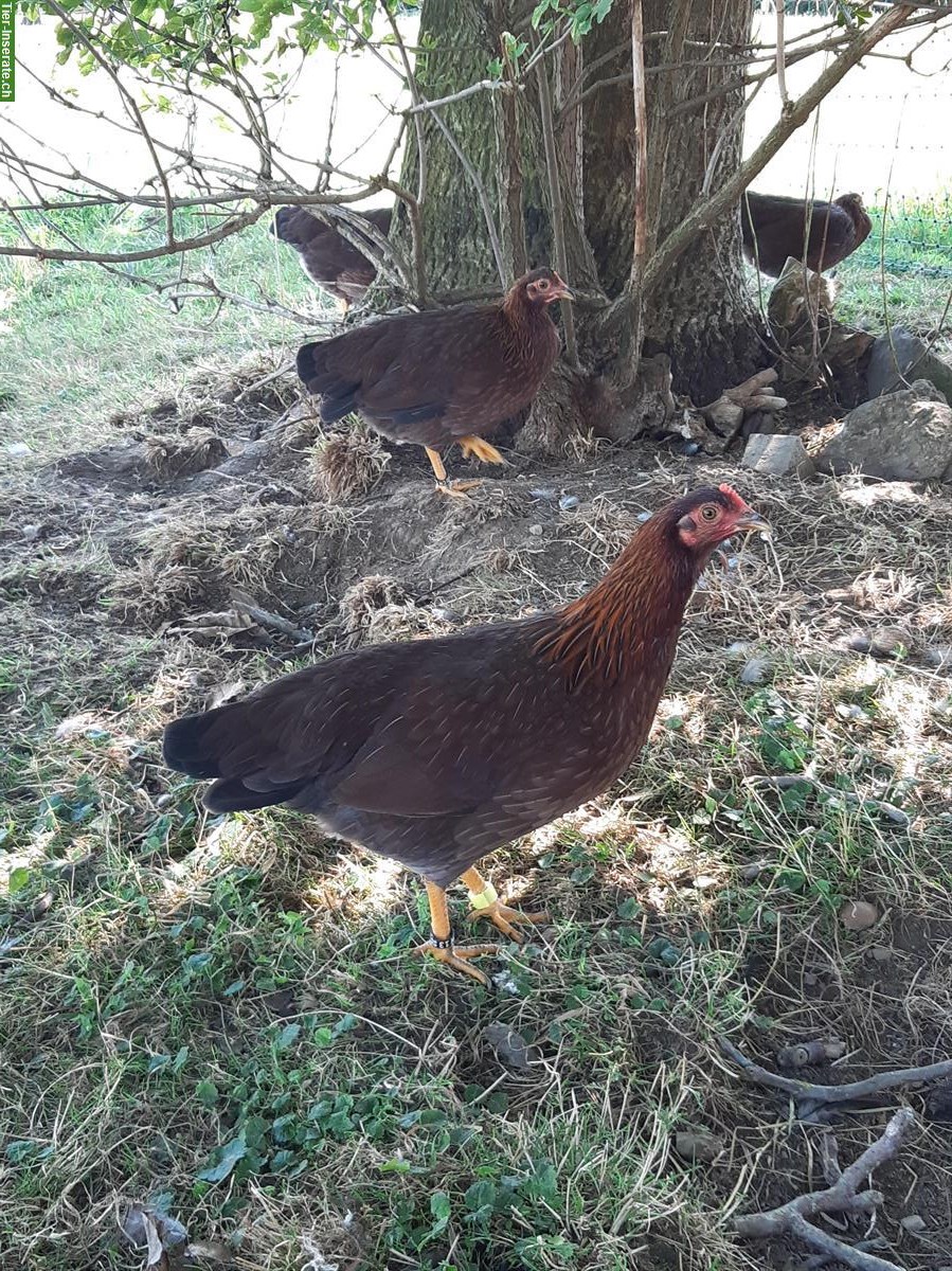 Bild 3: 1.2 Zwerg-Welsumer rostrebhuhnfarbig, Jahrgang 2025