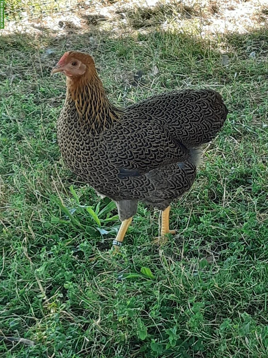 1.3 Zwerg-Plymouth Rocks (2025), rebhuhnfarbig-gebändert