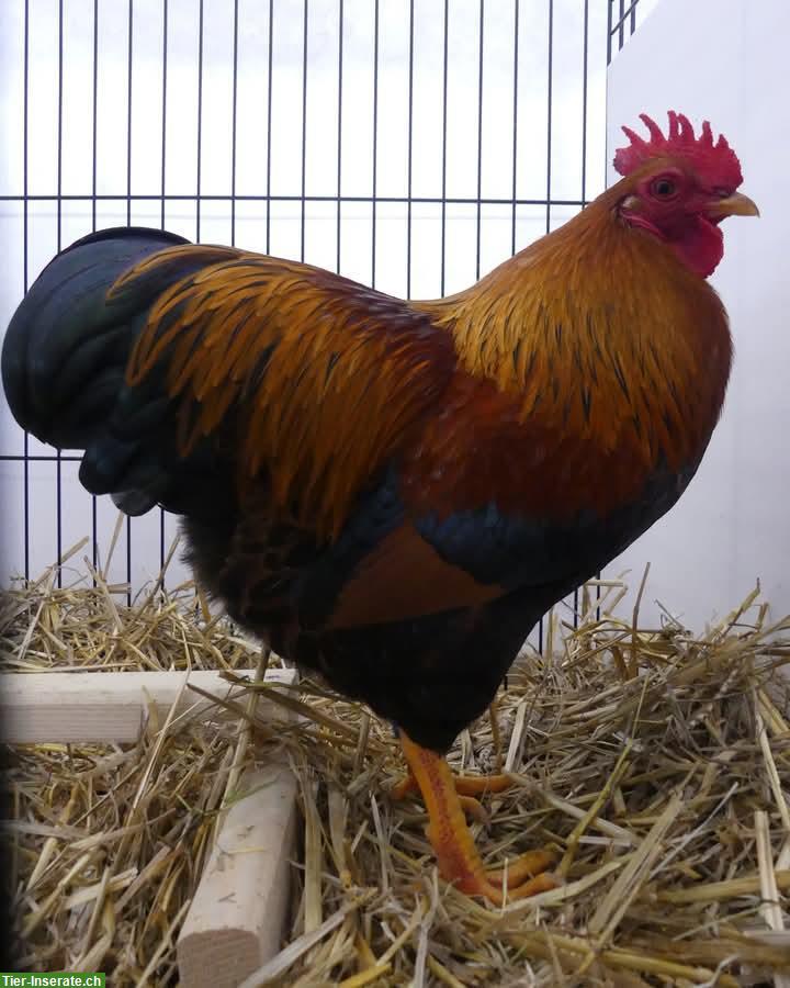 Bild 3: 1.3 Zwerg-Plymouth Rocks (2025), rebhuhnfarbig-gebändert