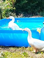 2 Diepholzer Gänse, weiblich