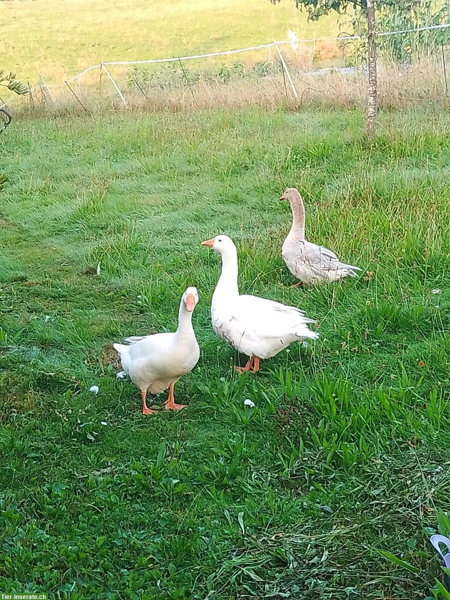 Bild 2: 2 Diepholzer Gänse, weiblich