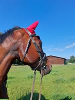 Reitbeteiligung mit Concoursteilnahme oder Praktikumsstelle