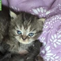 Perser Kitten mit Näschen zu verkaufen