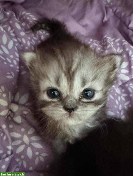 Bild 2: Perser Kitten mit Näschen zu verkaufen