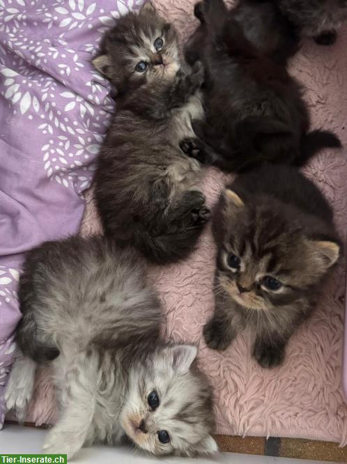 Bild 3: Perser Kitten mit Näschen zu verkaufen