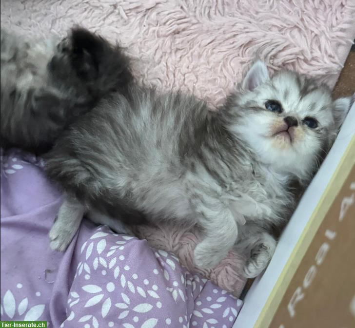 Bild 4: Perser Kitten mit Näschen zu verkaufen