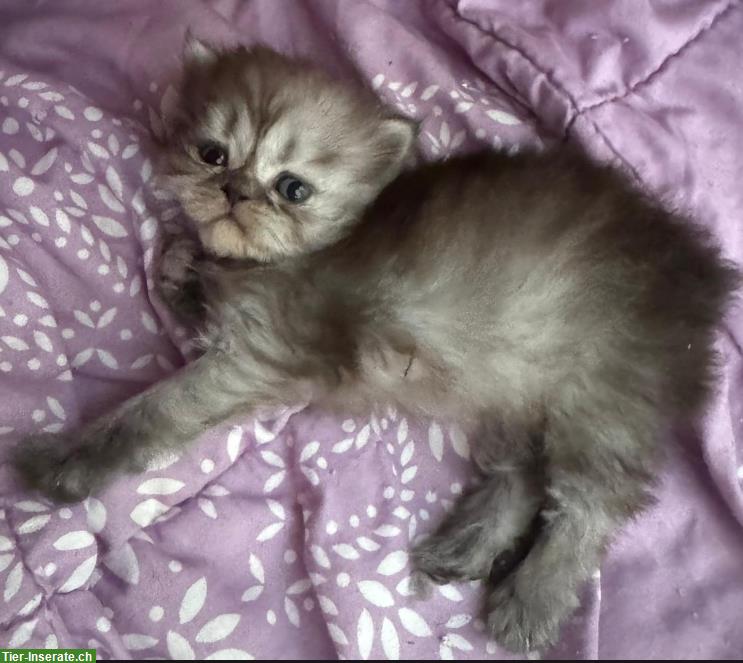 Bild 5: Perser Kitten mit Näschen zu verkaufen