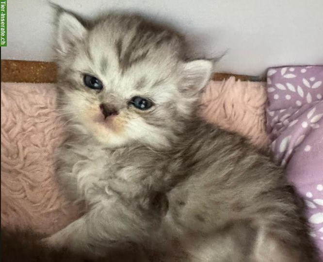 Bild 6: Perser Kitten mit Näschen zu verkaufen