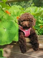 Bildhübsche Zwergpudel im lockigem Fellkleidchen