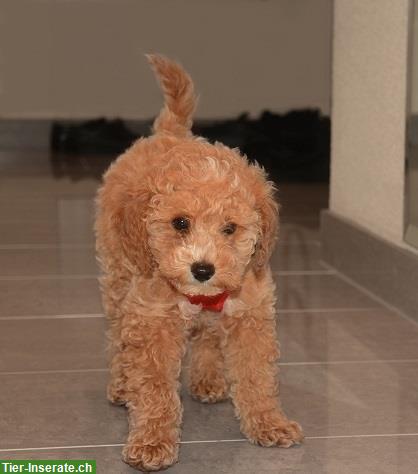 Bild 2: Bildhübsche Zwergpudel im lockigem Fellkleidchen