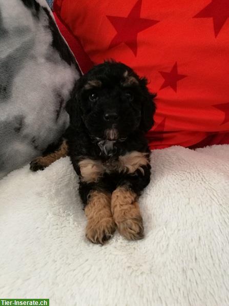 Bild 3: Bildhübsche Zwergpudel im lockigem Fellkleidchen