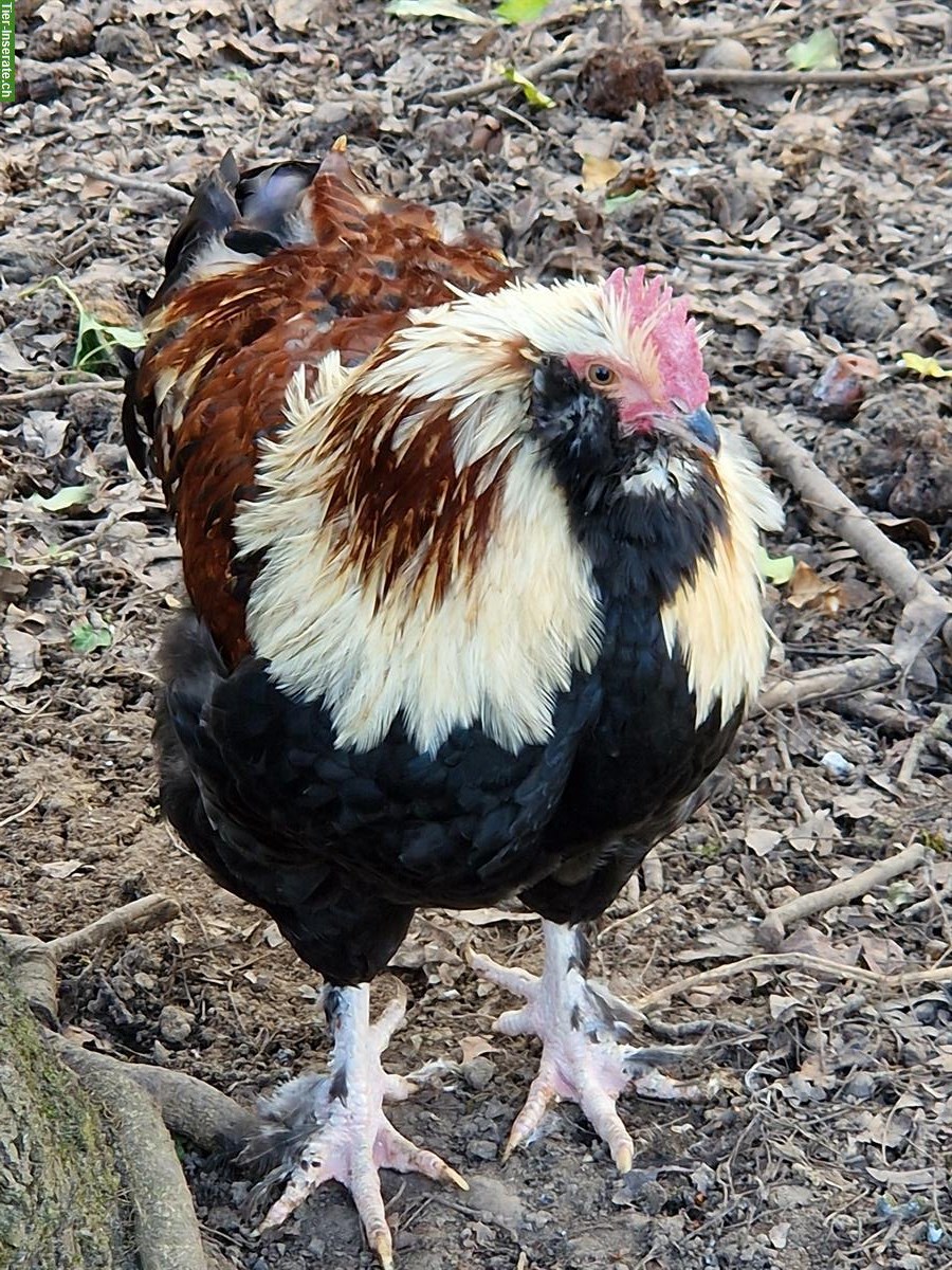 GRATIS: Lachshuhn Hahn zu verschenken